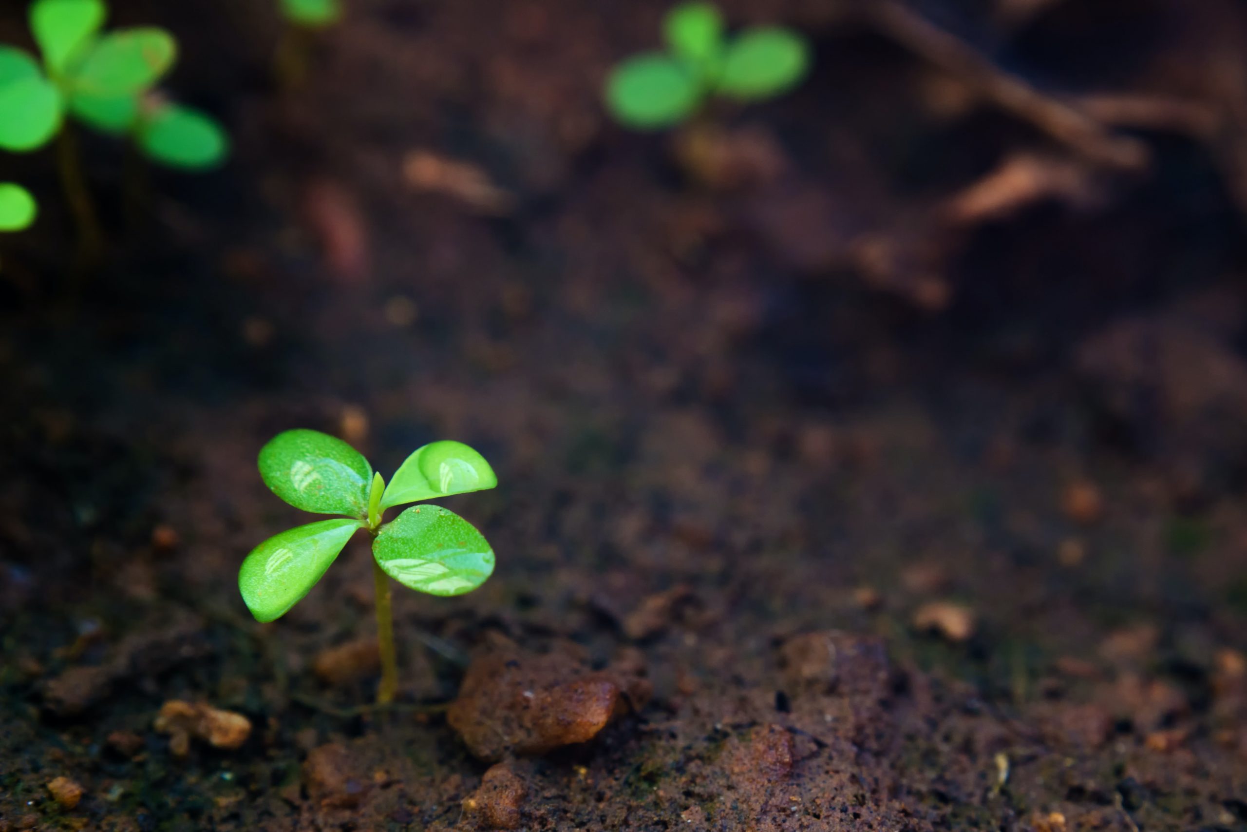 manikandan-annamalai-0td83wpjVEI-unsplash